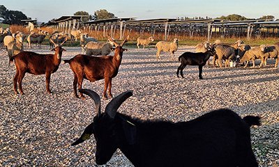 illustration Une centrale photovoltaïque au sol installée sur une ancienne friche agricole communale à Sernhac (Gard) 