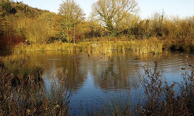 Restauration d'une prairie alluviale