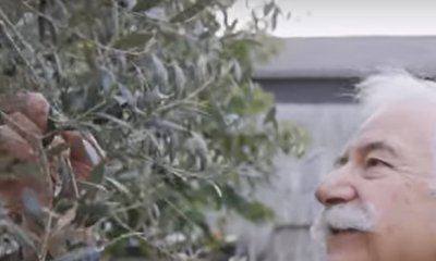Plantation d'oliviers et de caroubiers pour adapter les cultures au changement climatique