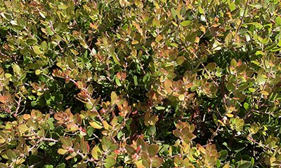 illustration Plantation de haies brise-crue