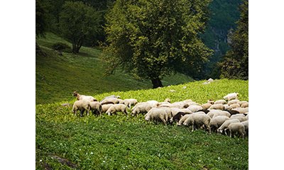 Agir localement : les leviers d'adaptation climatique pour les collectivités